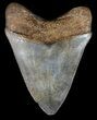 Serrated, Fossil Megalodon Tooth - Georgia #45113-1